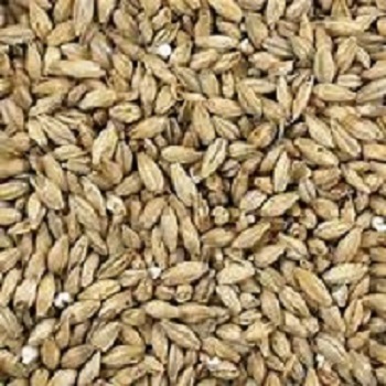 Briess-2-row-malt