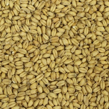 White Wheat Malt American Briess 