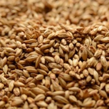 Apple Wood Smoked Malt American Briess 