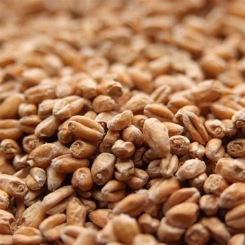 Pale Wheat German Weyermann 