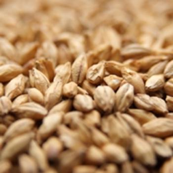 CaraFoam Malt German Weyermann 55 Pound Bag
