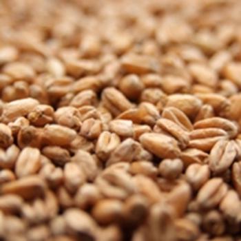 CaraHell Malt German Weyermann 