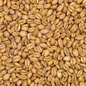 Torrified Wheat Malt American 