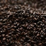 American-black-malt
