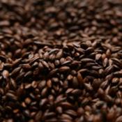 American-roasted-barley