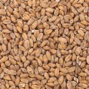 Briess-Red-Wheat