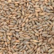 Briess-Rye-Malt