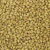 Briess-White-Wheat
