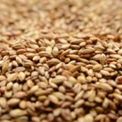 Briess-caramel-10l-malt