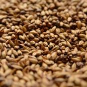 Briess-caramel-120l-malt