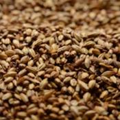 Briess-caramel-40l-malt