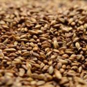 Briess-caramel-80l-malt