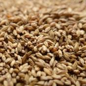 Briess-carapils-malt