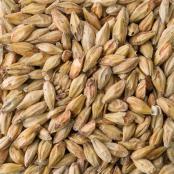 Briess-carapils-malt