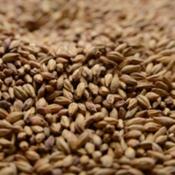 Briess-special-roast-malt