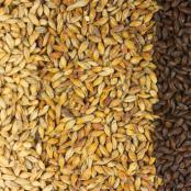 Carolin-Malt-3-variety-blend