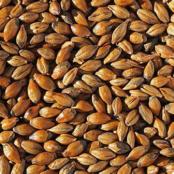 Crisp-brown-malt
