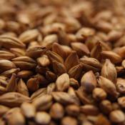 Crisp-caramalt-malt