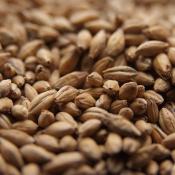 Crisp-finest-maris-otter-ale-malt