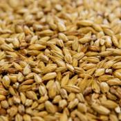 Dingemans-aromatic-malt