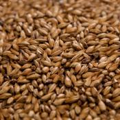 Dingemans-cara-45-malt
