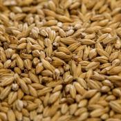 Dingemans-pale-ale-malt