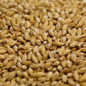 Dingemans-pilsen-malt