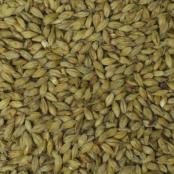 Gambrinus-Honey-Malt