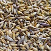 Riverbend-Streaker-Oats-malts