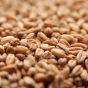 Weyermann-carahell-malt