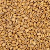 torrified-wheat