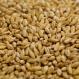 Pilsner Malt Belgian Dingeman 