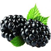 Blackberry