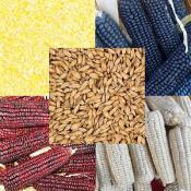 Corn-Index-300