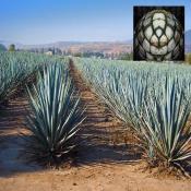 agave-insert