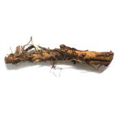 hop-rhizome-cat.jpg