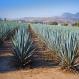 Blue Agave 2