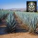 Blue Agave