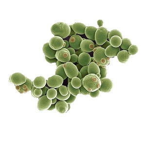 yeast-under-A-microscope-300